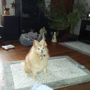 Meet your Posher, Ann